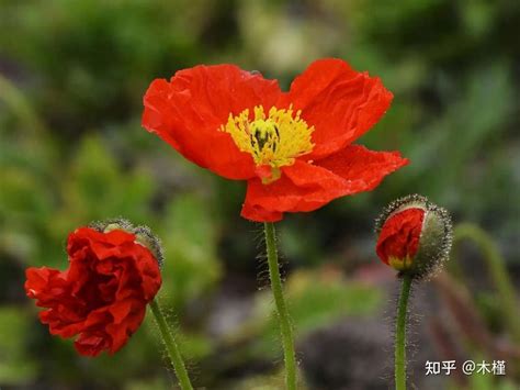 虞美人 花語 数字风水算法